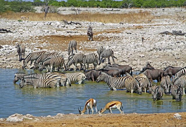 208 Etosha NP, zebra, gnoe, oryx en springbok.JPG